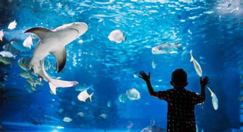 Jenks aquarium tickets. Things To Know About Jenks aquarium tickets. 
